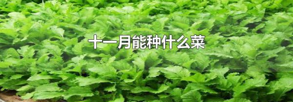 十一月能种什么菜