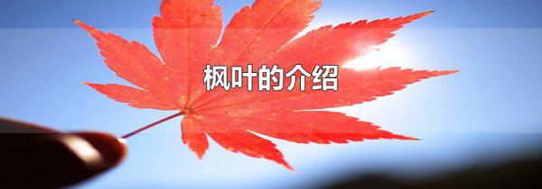 枫叶的介绍