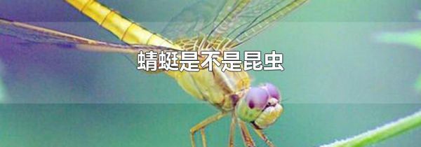 蜻蜓是不是昆虫