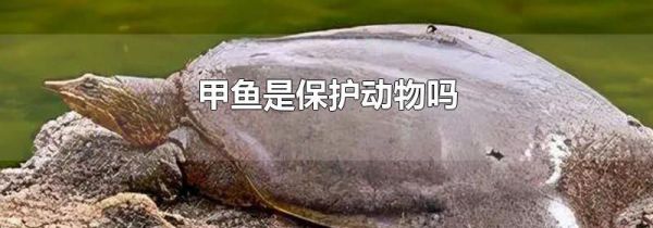 甲鱼是保护动物吗