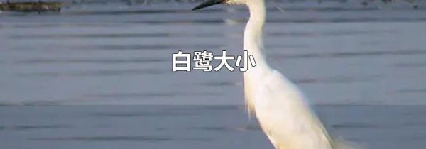 白鹭大小