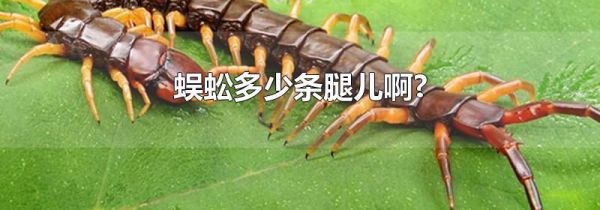 蜈蚣多少条腿儿啊?