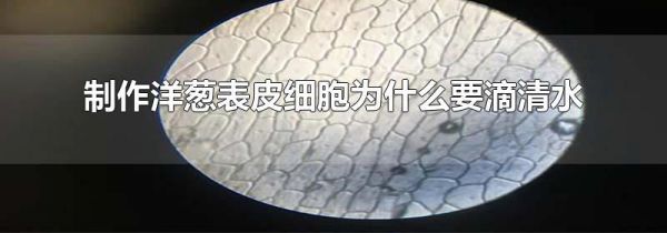 制作洋葱表皮细胞为什么要滴清水