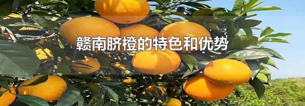 赣南脐橙的特色和优势