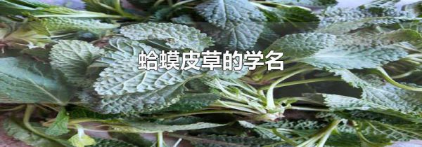 蛤蟆皮草的学名