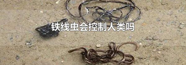 铁线虫会控制人类吗