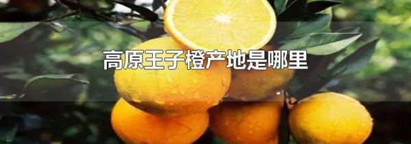 高原王子橙产地是哪里