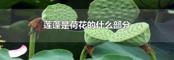 莲蓬是荷花的什么部分