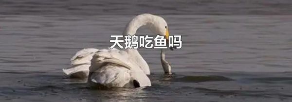 天鹅吃鱼吗