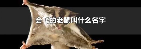 会飞的老鼠叫什么名字