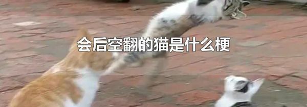 会后空翻的猫是什么梗