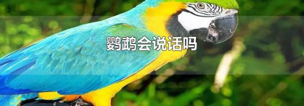 鹦鹉会说话吗