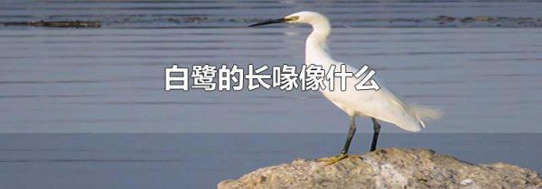白鹭的长喙像什么