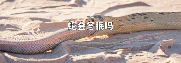 蛇会冬眠吗