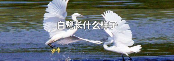 白鹭长什么样子