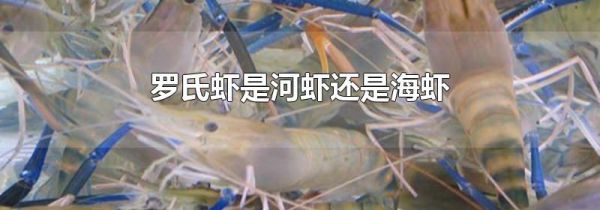 罗氏虾是河虾还是海虾