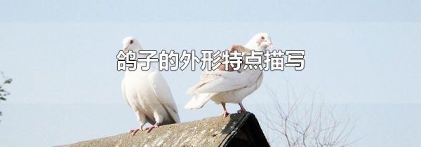 鸽子的外形特点描写