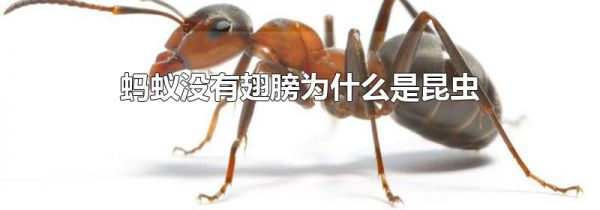 蚂蚁没有翅膀为什么是昆虫