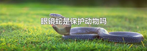 眼镜蛇是保护动物吗