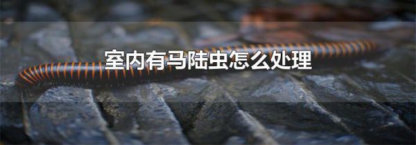 室内有马陆虫怎么处理