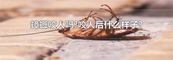 蟑螂咬人吗?咬人后什么样子?