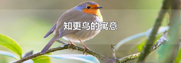 知更鸟的寓意