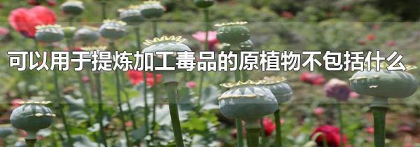 可以用于提炼加工毒品的原植物不包括什么
