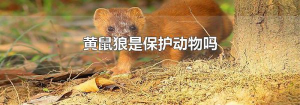 黄鼠狼是保护动物吗