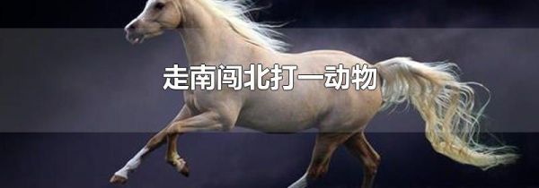 走南闯北打一动物