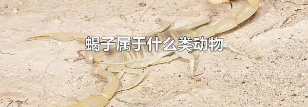 蝎子属于什么类动物