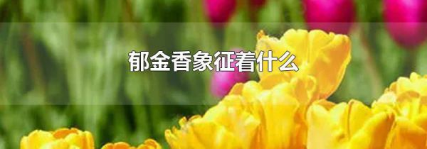 郁金香象征着什么