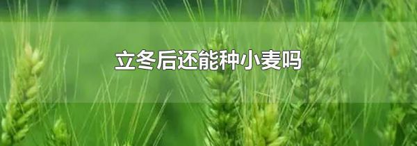 立冬后还能种小麦吗