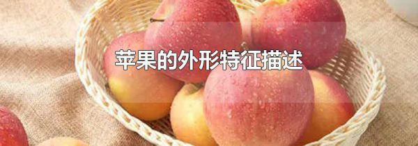 苹果的外形特征描述