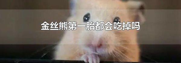 金丝熊第一胎都会吃掉吗