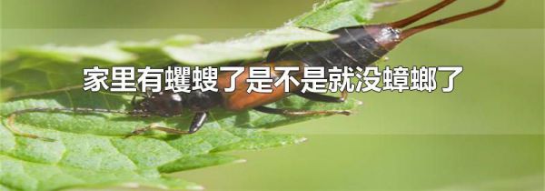 家里有蠼螋了是不是就没蟑螂了