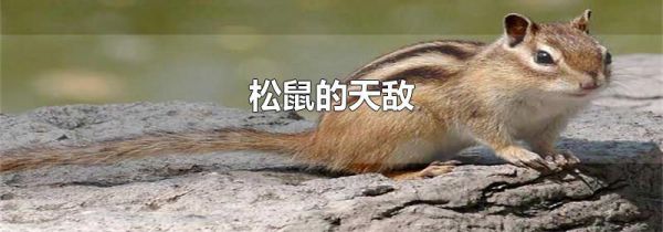 松鼠的天敌