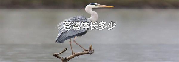 苍鹭体长多少