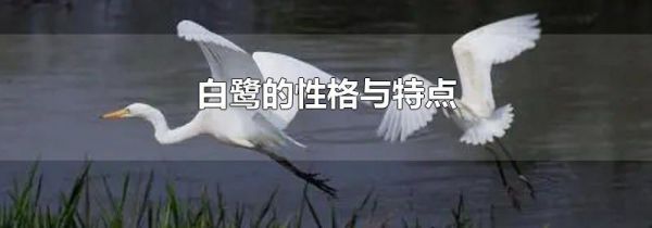 白鹭的性格与特点