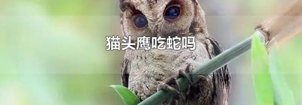 猫头鹰吃蛇吗