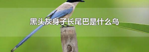黑头灰身子长尾巴是什么鸟