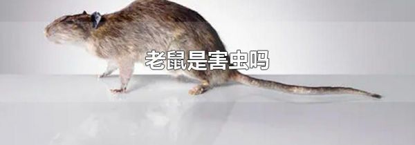 老鼠是害虫吗