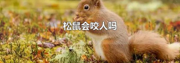 松鼠会咬人吗