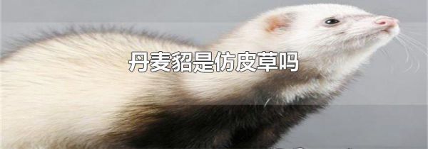 丹麦貂是仿皮草吗