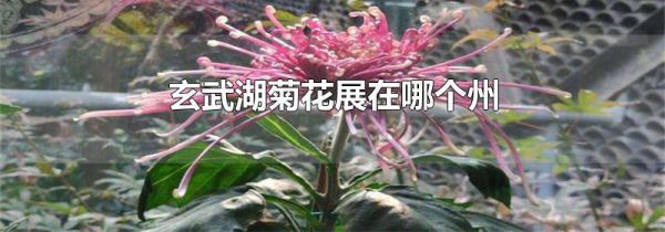 玄武湖菊花展在哪个州