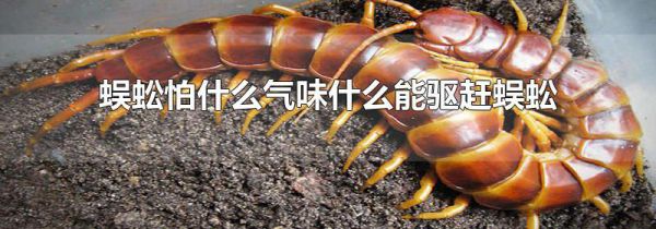蜈蚣怕什么气味什么能驱赶蜈蚣