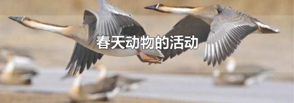春天动物的活动