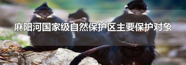 麻阳河国家级自然保护区主要保护对象