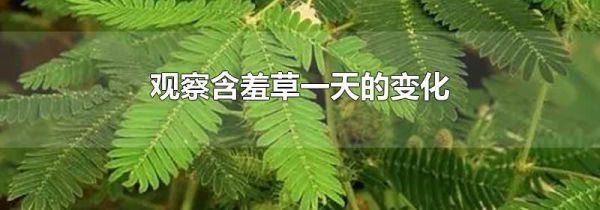 观察含羞草一天的变化