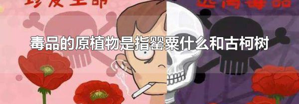 毒品的原植物是指罂粟什么和古柯树