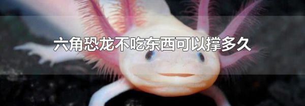 六角恐龙不吃东西可以撑多久